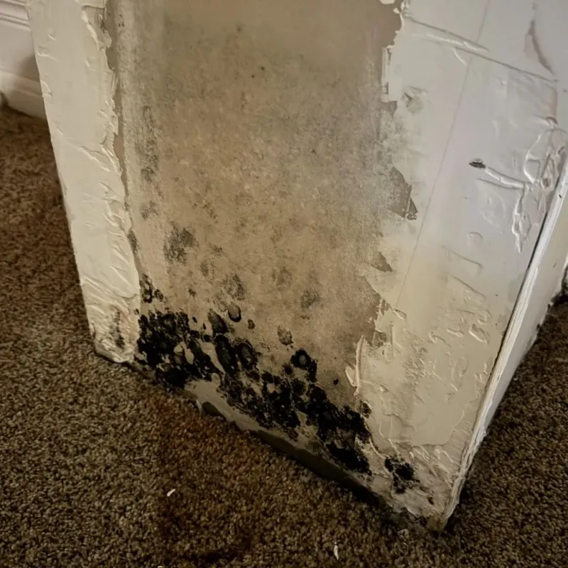 Professional Mold Removal in Plumsteadville, PA